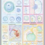 poster embrio-biodinamica