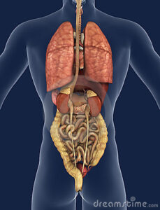 internal-organs-back-view-18824086